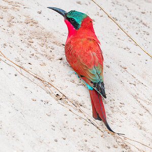 2025-09-28 013 Southern Carmine Bee-eater.jpg