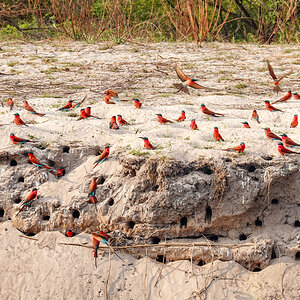2025-09-28 016 Southern Carmine Bee-eaters.jpg