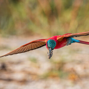 2025-09-28 020 Southern Carmine Bee-eater in Flight.jpg