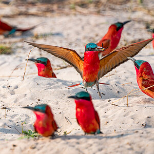 2025-09-28 029 Southern Carmine Bee-eaters.jpg