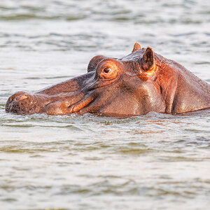 2025-09-28 034 Hippo in Okavango River.jpg
