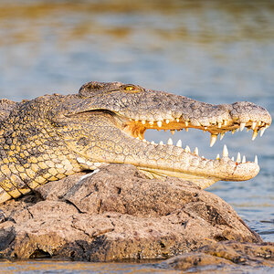2025-09-28 044 Nile Crocodile.jpg