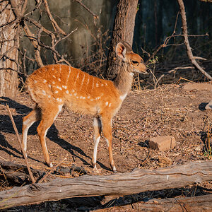 2025-09-29 003 Bushbok.jpg