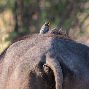 2025-09-29 012 Yellow-billed Oxpecker.jpg