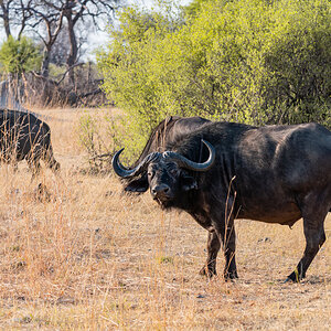 2025-09-29 016 Water Buffalo.jpg