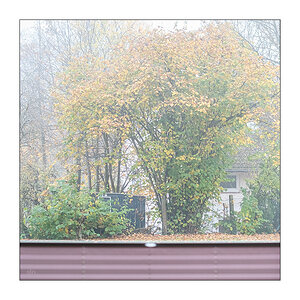 311/365 Alexandra – Grau zieht der Nebel © 2025 Sabine Lommatzsch