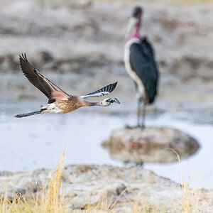 2025-09-27 015 Juvenile Lesser Flamingo in Flight.jpg