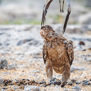 2025-09-26 095 Tawny Eagle Attacked by Blacksmith Lapwing.jpg