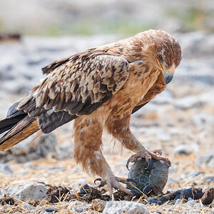 2025-09-26 104 Tawny Eagle with Turtle.jpg