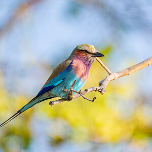 2025-09-29 011 Lilac Roller.jpg