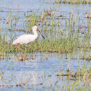 2025-09-29 057 African Spoonbill.jpg