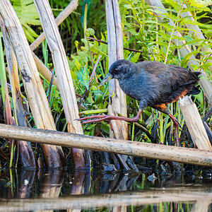 2025-10-01 016 Black Crake.jpg