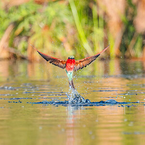 2025-10-01 083 Southern Carmine Bee-eater in Flight.jpg