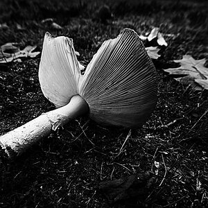 Fliegenpilz 12_BW.jpg