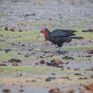 2025-10-04 001 Southern Ground Hornbill.jpg