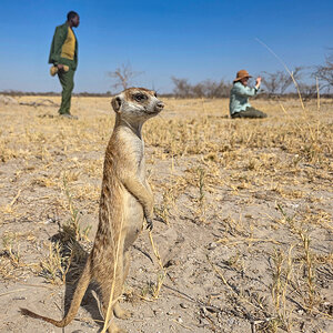 2025-10-04 031 Meercat.jpg