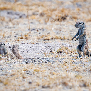 2025-10-04 046 Ground Squirrels.jpg