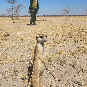 2025-10-04 030 Meercat.jpg