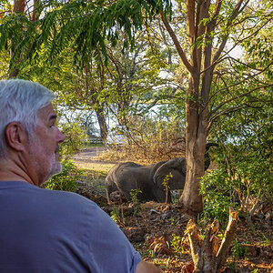 2025-10-05 04 Lothar with Elephant at Lodge.jpg