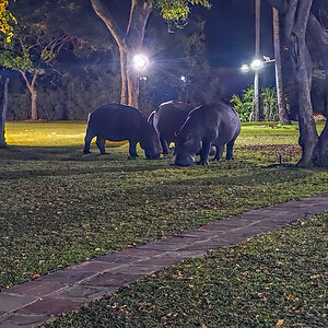 2025-10-05 30 Hippos at Lodge.jpg