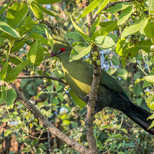 2025-10-06 51 Schalows Turaco.jpg