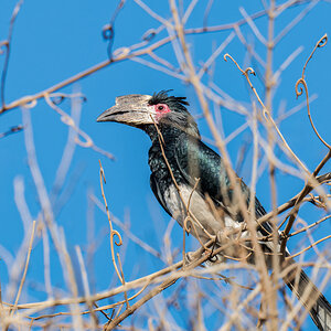 2025-10-06 70 Trumpeter Hornbill.jpg
