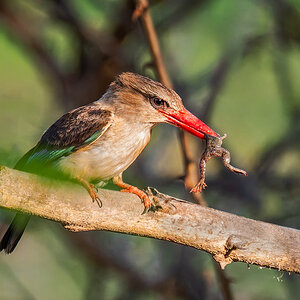 2025-10-07 02 Striped Kingfisher with Frog.jpg