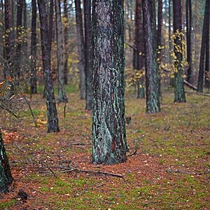 Kiefernwald 1.jpg