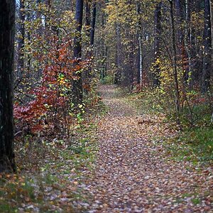 Waldweg.jpg