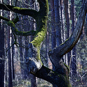 baum.jpg