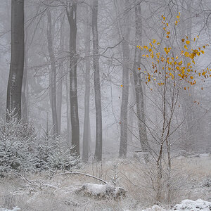 Buchenwald im ersten Schnee