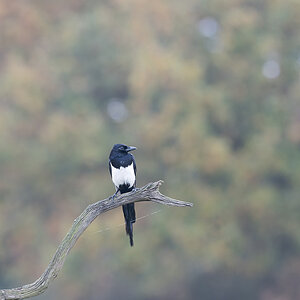 03 400mm f-5.6.jpg
