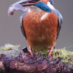 06 400mm f-2.8.jpg