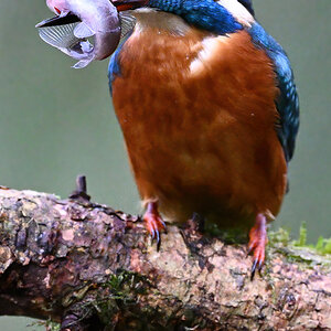 22 400mm f-5.6.JPG