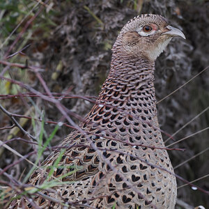 32 400mm f-5.6.jpg