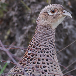 33 560mm f-5.6.jpg