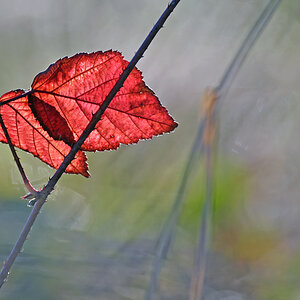 blatt_7.jpg