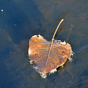 blatt_8.jpg