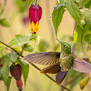 2024-02 Colombia - Tyrian Metaltail in Flight.jpg