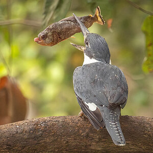 2024-09 Brazil - Amazon Kingfisher with Fish.jpg