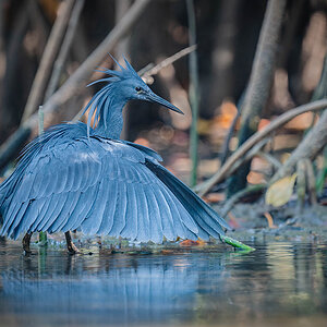 2024-12 Gambia - Black Heron.jpg