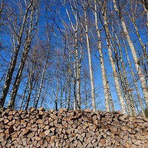 Holz.jpg