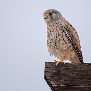 2025-11-24 001 Common Kestrel.jpg