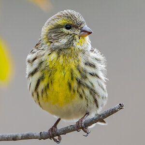 2025-11-25 020 European Serin - Crop.jpg