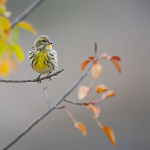 2025-11-25 020 European Serin.jpg
