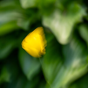 Tulpe