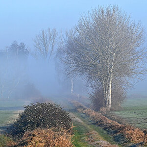Bodennebel in den Seewiesen 4.jpg