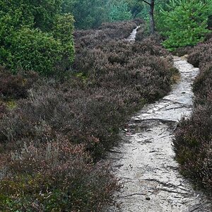 Heidepfad.jpg
