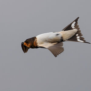 NZ9_4982_Rauchi_Jungvogel im Rückenflug_IA_8_2025.jpg