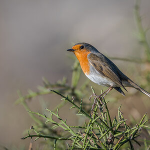 2025-12-04 10 European Robin.jpg